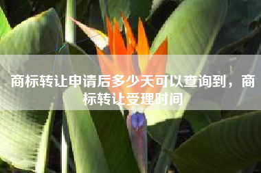 商标转让申请后多少天可以查询到，商标转让受理时间