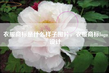 衣服商标是什么样子图片，衣服商标logo设计