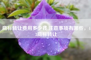 商标转让费用多少钱,注意事项有哪些，43商标转让