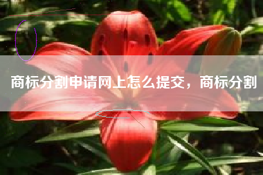商标分割申请网上怎么提交，商标分割
