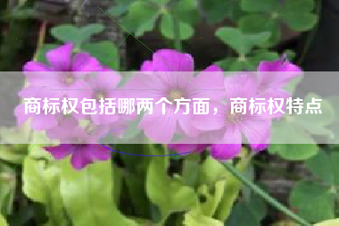 商标权包括哪两个方面，商标权特点