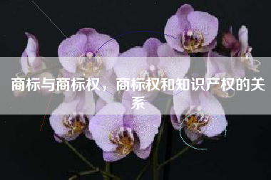 商标与商标权，商标权和知识产权的关系