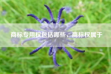 商标专用权包括哪些，商标权属于