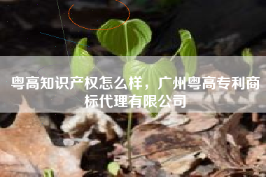 粤高知识产权怎么样，广州粤高专利商标代理有限公司
