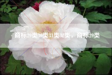 商标29类30类31类32类，商标29类