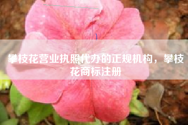 攀枝花营业执照代办的正规机构，攀枝花商标注册