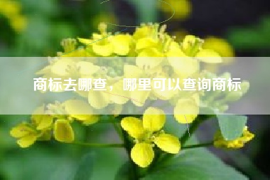 商标去哪查，哪里可以查询商标