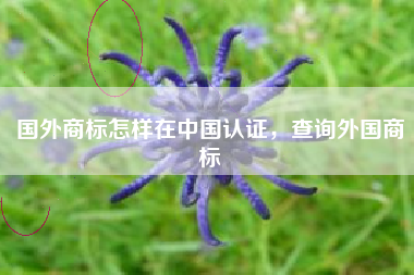 国外商标怎样在中国认证，查询外国商标