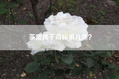 茶馆属于商标第几类？