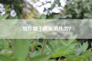 餐厅属于商标第几类？