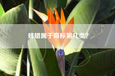 蜂蜡属于商标第几类？