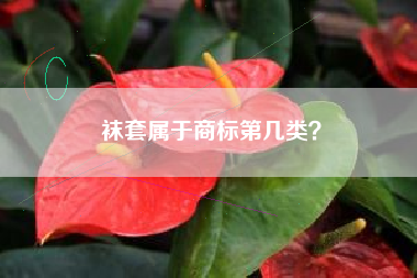 袜套属于商标第几类？