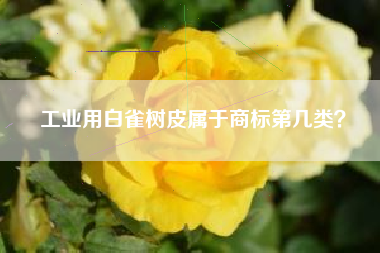 工业用白雀树皮属于商标第几类？