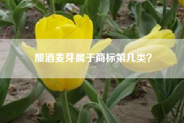 酿酒麦芽属于商标第几类？