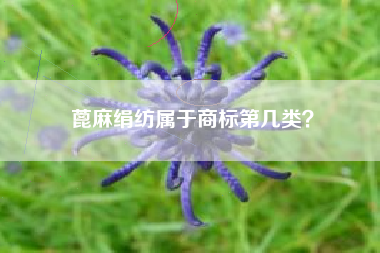 蓖麻绢纺属于商标第几类？