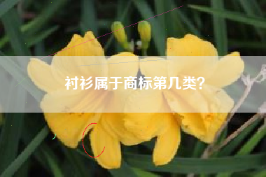 衬衫属于商标第几类？