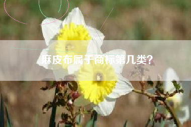 麻皮布属于商标第几类？