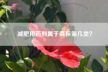 减肥用药剂属于商标第几类？