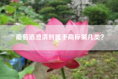 葡萄酒澄清剂属于商标第几类？