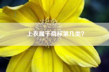 上衣属于商标第几类？