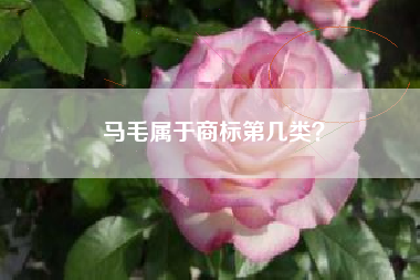 马毛属于商标第几类？