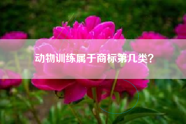 动物训练属于商标第几类？