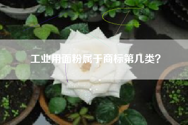 工业用面粉属于商标第几类？