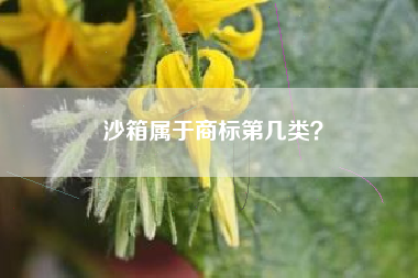 沙箱属于商标第几类？