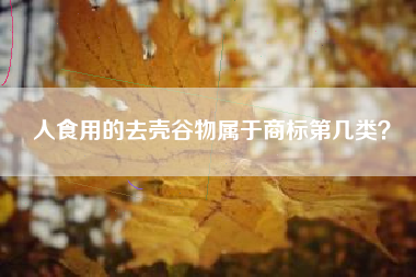 人食用的去壳谷物属于商标第几类？