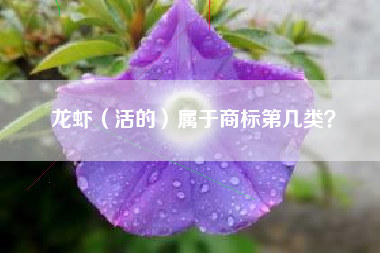 龙虾（活的）属于商标第几类？