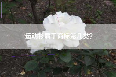 运动衫属于商标第几类？