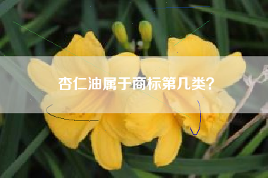 杏仁油属于商标第几类？