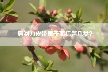 磨剃刀皮带属于商标第几类？