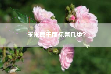 玉米属于商标第几类？
