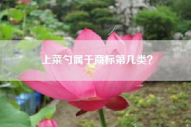 上菜勺属于商标第几类？