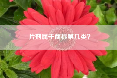 片剂属于商标第几类？