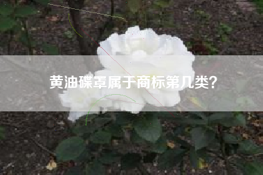 黄油碟罩属于商标第几类？