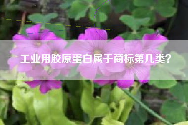 工业用胶原蛋白属于商标第几类？