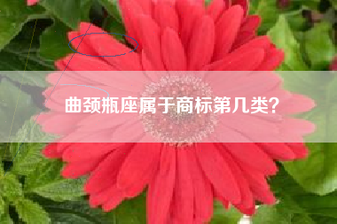 曲颈瓶座属于商标第几类？
