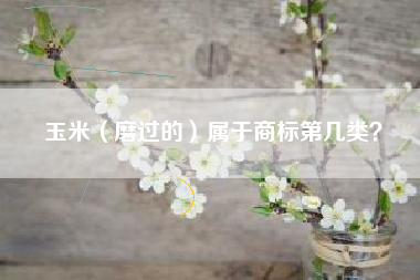玉米（磨过的）属于商标第几类？