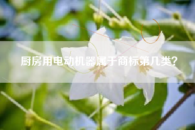 厨房用电动机器属于商标第几类？