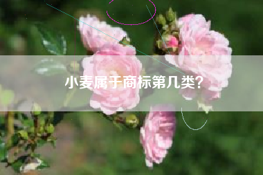 小麦属于商标第几类？