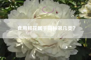 食用鲜花属于商标第几类？