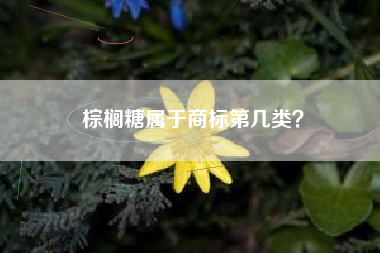 棕榈糖属于商标第几类？