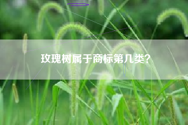 玫瑰树属于商标第几类？