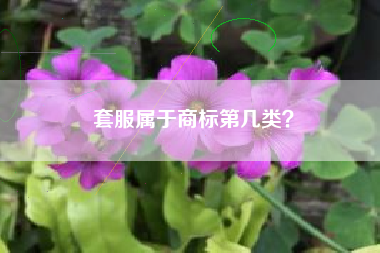 套服属于商标第几类？