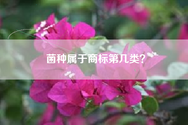 菌种属于商标第几类？