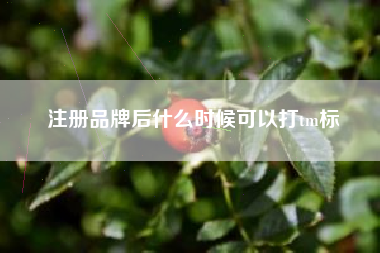 注册品牌后什么时候可以打tm标