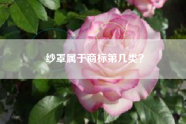 纱罩属于商标第几类？