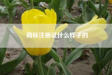 商标注册证什么样子的